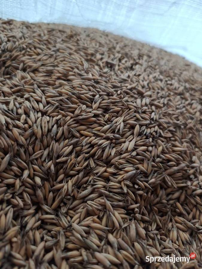 Sprzedam pszenica jęczmień owies kukurydza Zakliczyn