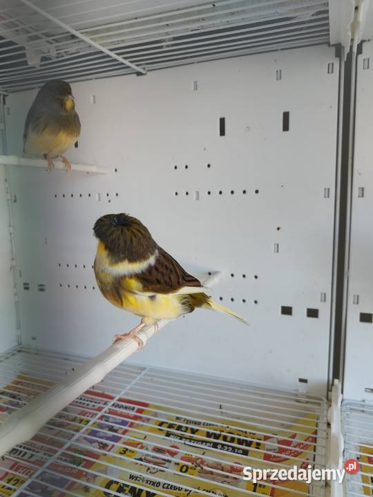 Kanarki Gloster 24 25 r Pary Gostyń