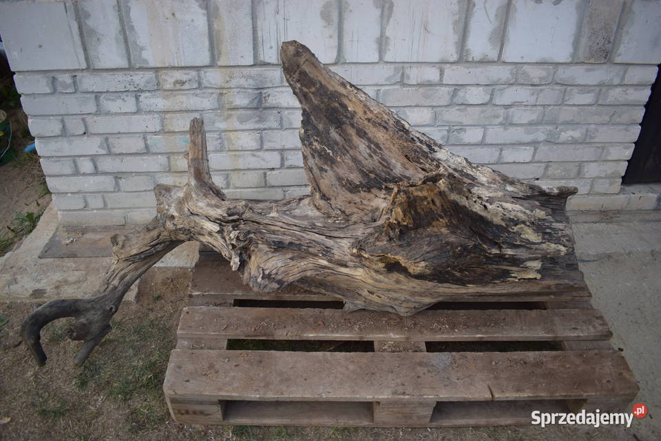 Niepowtarzalny korzeń ozdobny do ogrodu Połaniec