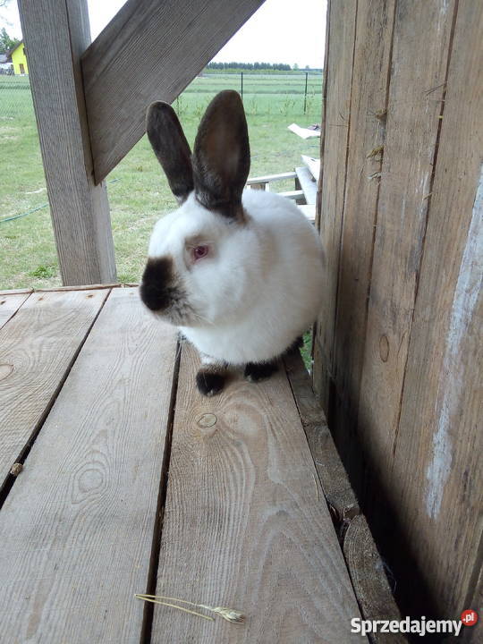 Samiec Kalifornijski Czarny Stary Radzic