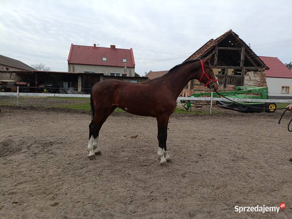 Malowany ogier z matki KWPN Rawicz