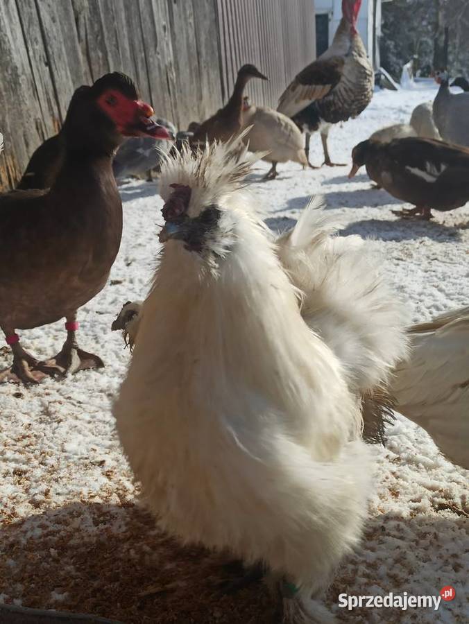 Koguty zargodowe i kogut silka Krasnystaw sprzedam