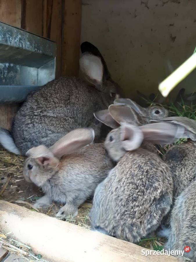 Sprzedam króliki odmiany olbrzym belgijski Walentynowo sprzedam