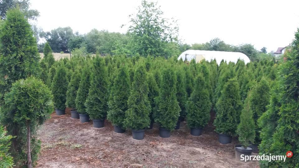 Thuja Smaragd Tuja Szmaragd do 130 mazowieckie Warszawa
