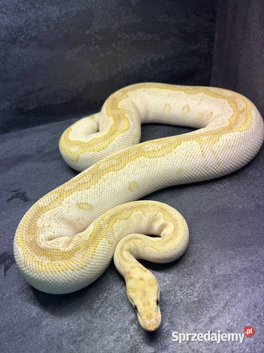 Dorosłe gotowe na sezon i młode węże zbożowe Pisz