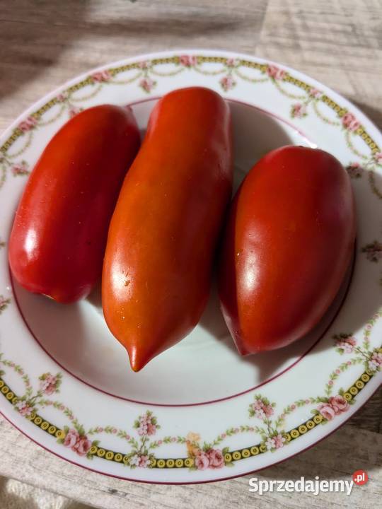 SanMarzano Aurija Pomidor kolekcja 2024 Kraków