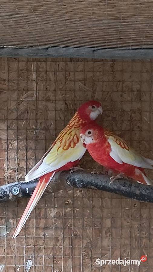 Rozella białolica i samiec słomkowy śląskie Racibórz