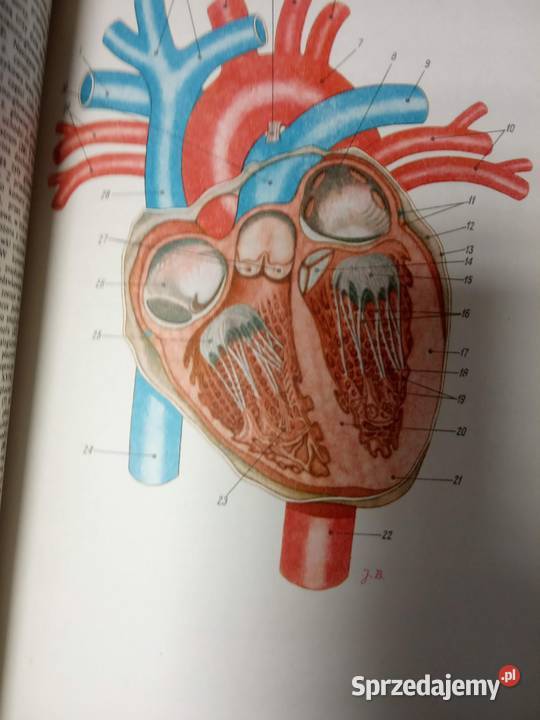 Mały atlas anatomiczny kolekcjonerskie książki Warszawa