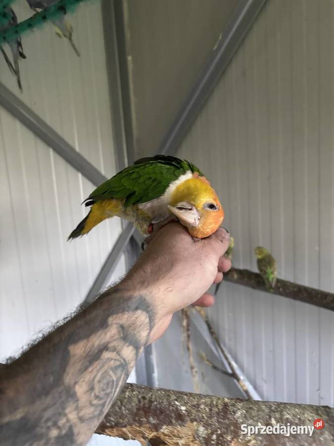 Rudosterki małopolskie Gdów