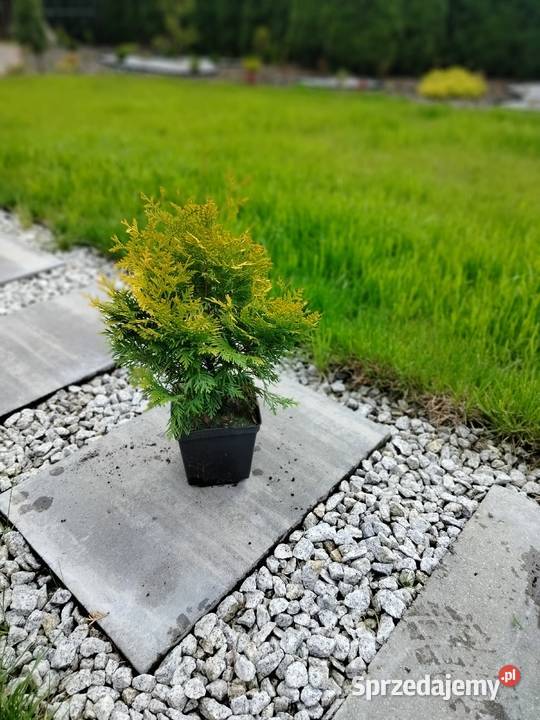 Tuja kulista danica Iglaste Świlcza sprzedam