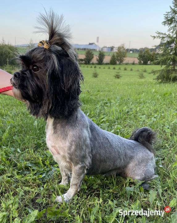 Lhasa apso suczka do hodowli Kęty