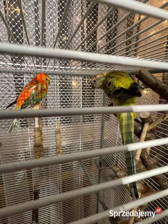 Dwie papugi Świergotki klatka Mysłowice sprzedam