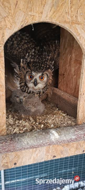 Sowy Sowa Puchacz Bengalski Ptaki śląskie Jastrzębie-Zdrój sprzedam