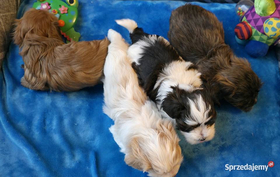 Rezerwacja piesek suczka Hawańczyk Championie Pozostałe Chrośla