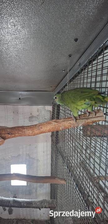 Amazonka samica wielkopolskie Miejska Górka