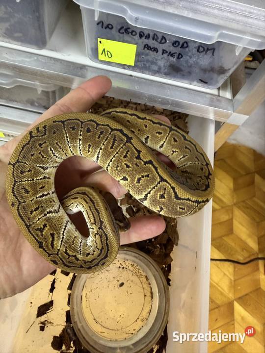 Pyton Królewski wąż gady terrarium sprzedam