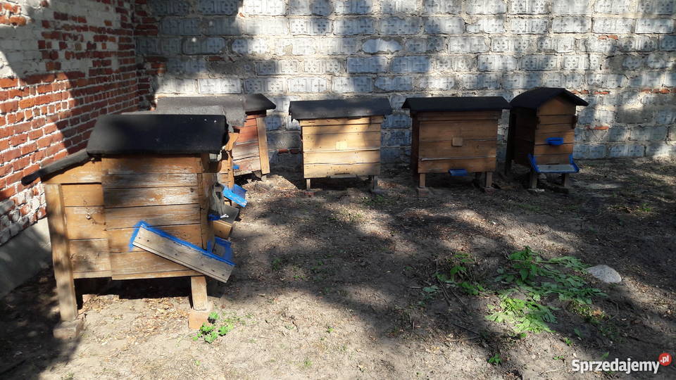ule z pszczołami Warszawskie zwykłe pasieka 50 kujawsko-pomorskie Bydgoszcz sprzedam