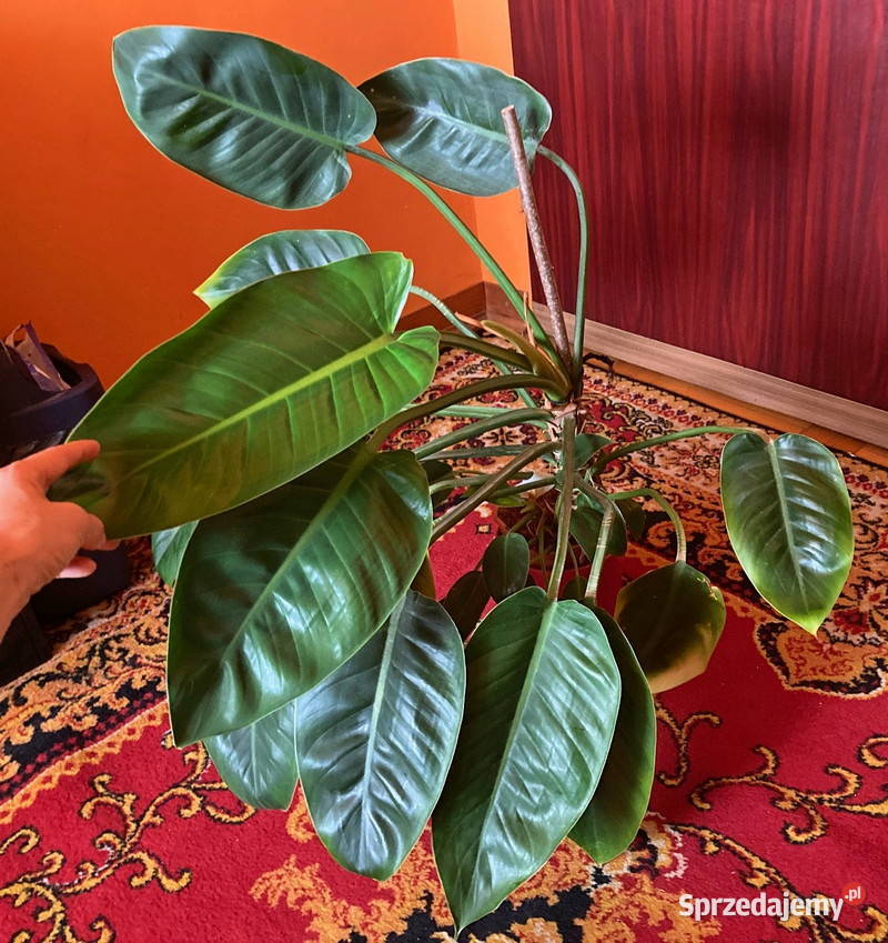 Piękny Philodendron Filodendron Congo Apple duży Kraków