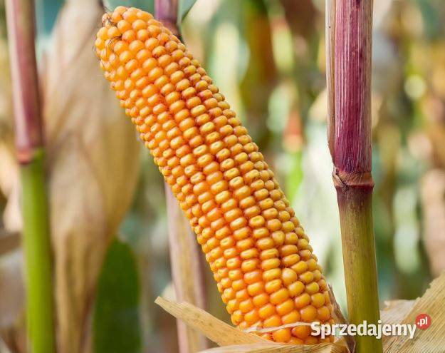 Nasiona kukurydzy FINEZJAKORIT Człuchów