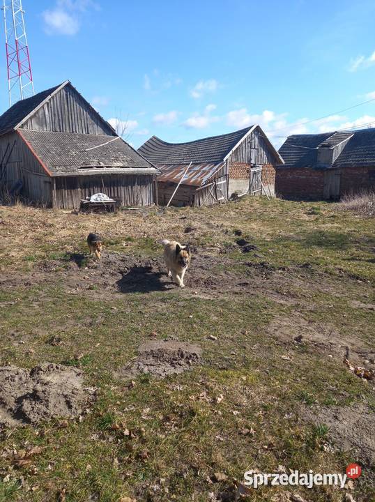 Dom Wolnostojący Wola Wilknicka