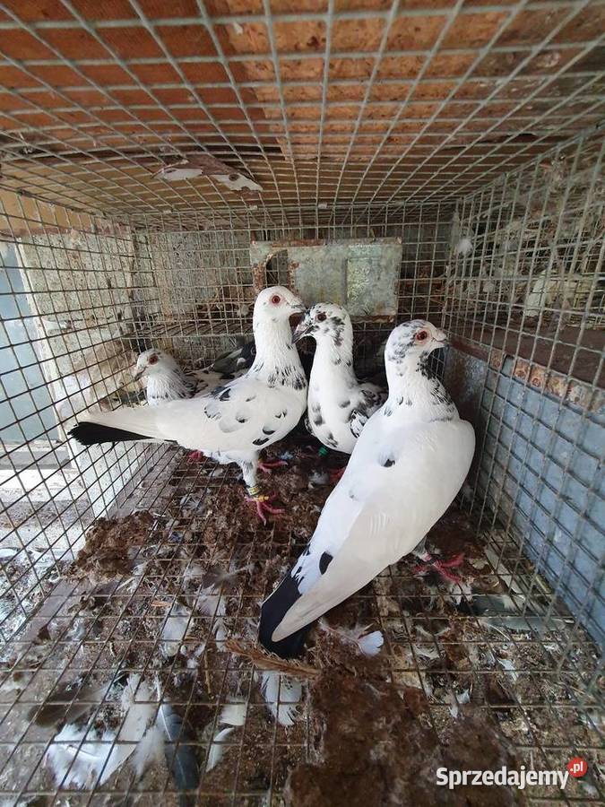 Tygrysy sprzedam łódzkie Radomsko