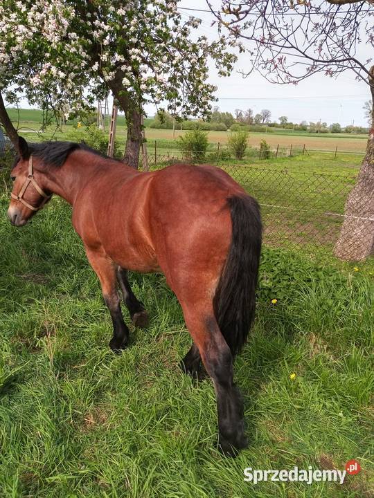Klacz Polski koń zimnokrwisty sprzedam
