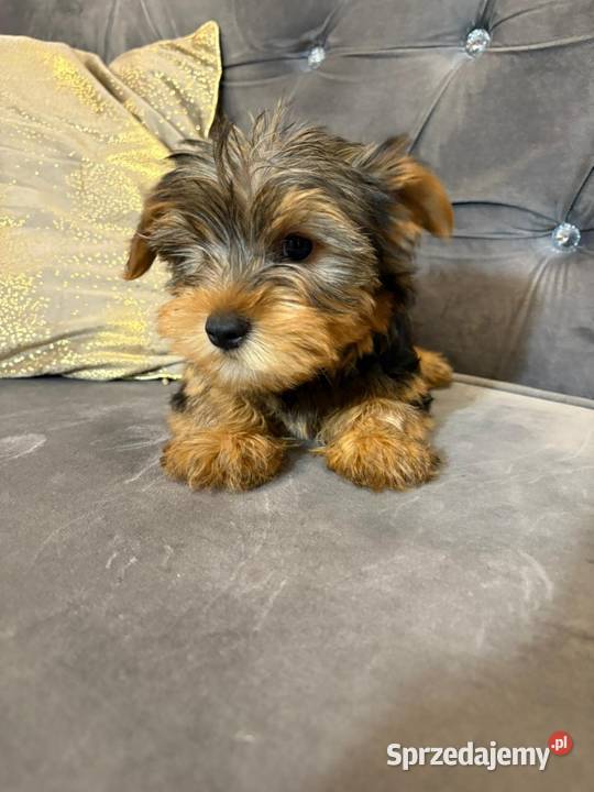 Yorkshire terrier Psy mazowieckie Warszawa sprzedam