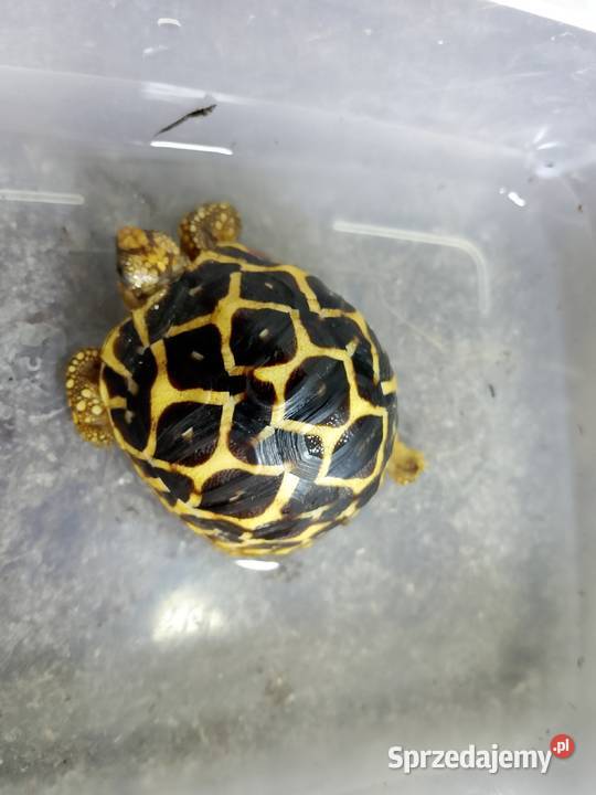 Żółw gwiaździsty lądowy Geochelone elegans Bielsko-Biała