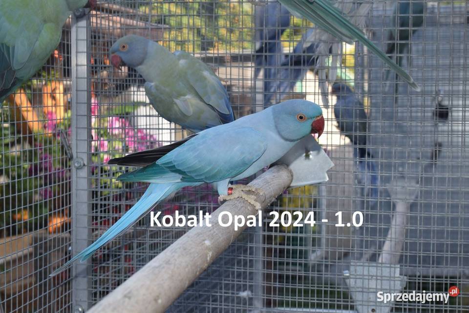 Aleksandretty Obrożne śląskie Rybnik