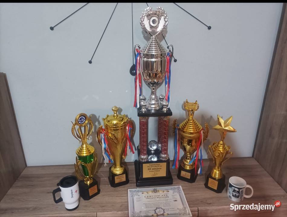 Husky Syberian Pies Inowrocław