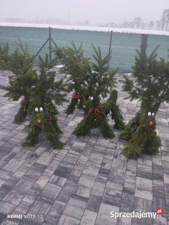 Renifer z jodły żywej pachnącej Duży Pozostałe Zagórów