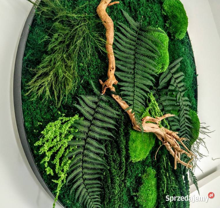 Obraz w czarnej metalowej ramie Mech paprocie odcienie zieleni Dom i Ogród Kraków