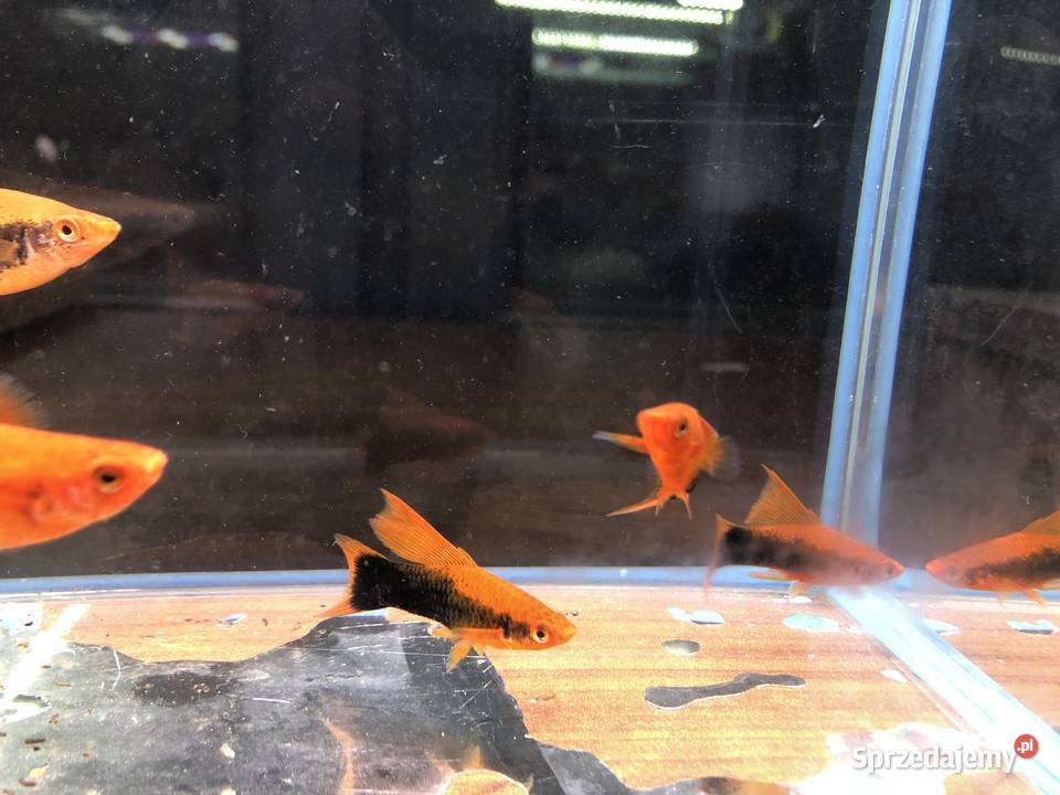 Mieczyk Tuxedo delta łódzkie Justynów