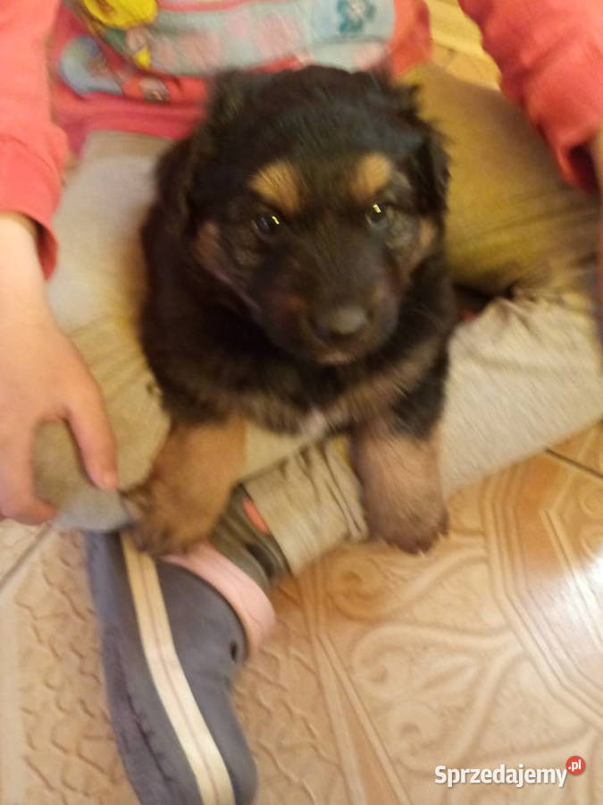 Sprzedam malutkie owczarki niemieckie Brzozów