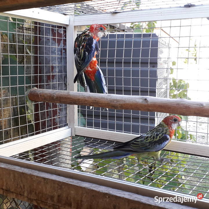 Papugi aleksandretta i rozella świętokrzyskie Chmielnik