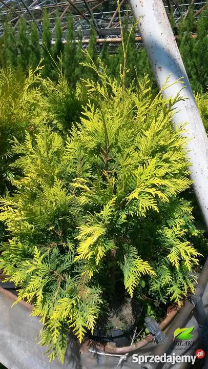 Tuje żółte złote na żywopłot Brabant Szmaragd