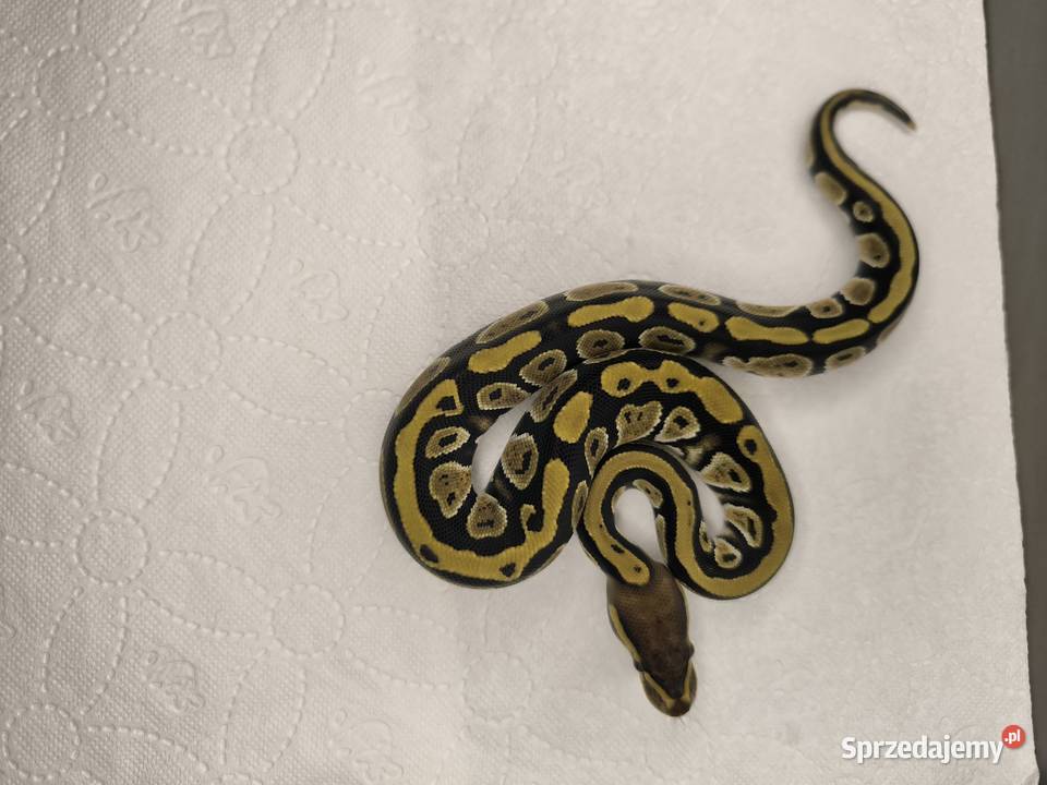 Pyton królewski Cypress poss Yellow belly Makowiec