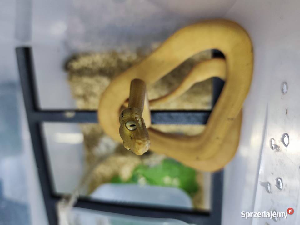 Boa leśny Corallus hortulanus samica CB 2024 opolskie Krapkowice