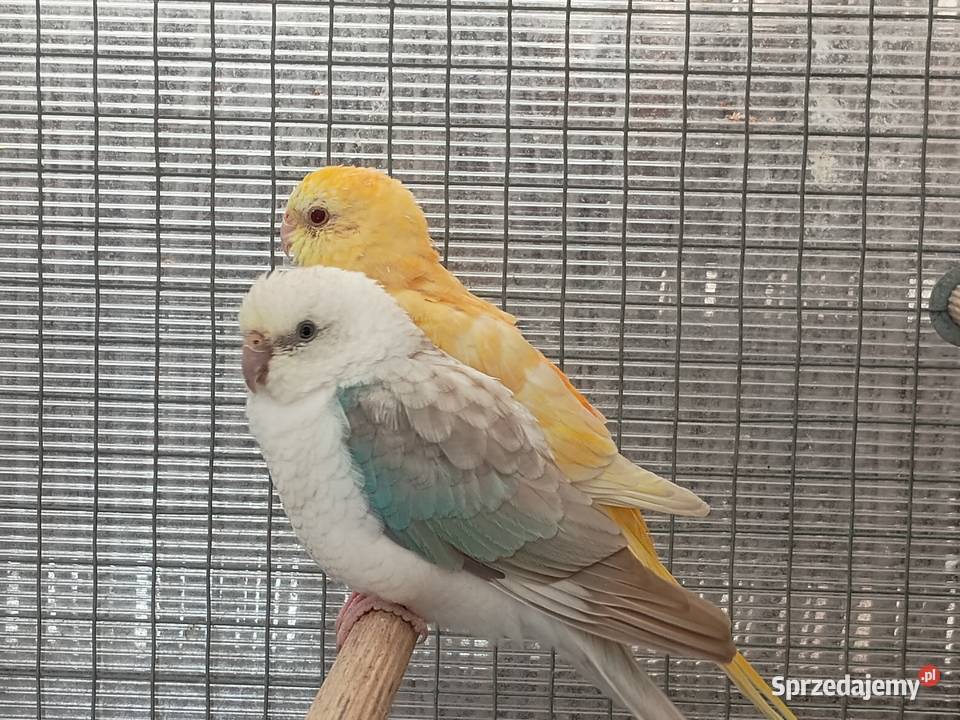 Świergotki para dolnośląskie