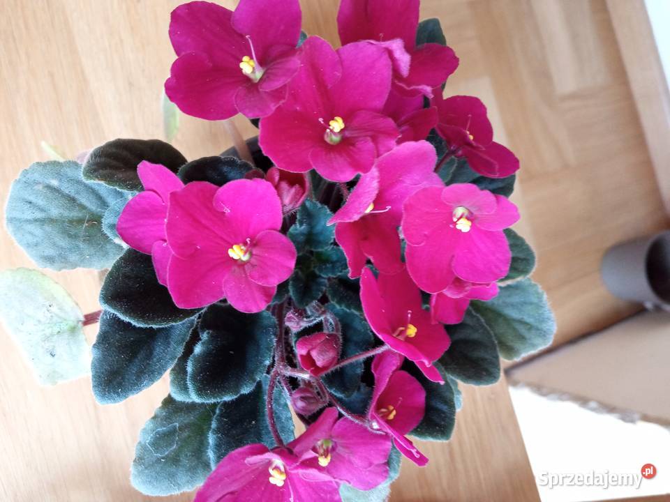 Skrętniki piękne kwiaty Białystok sprzedam