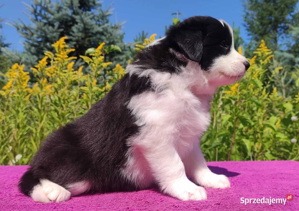 Piękna Rasowa suczka z pełną dok Szczeniak Iwonicz