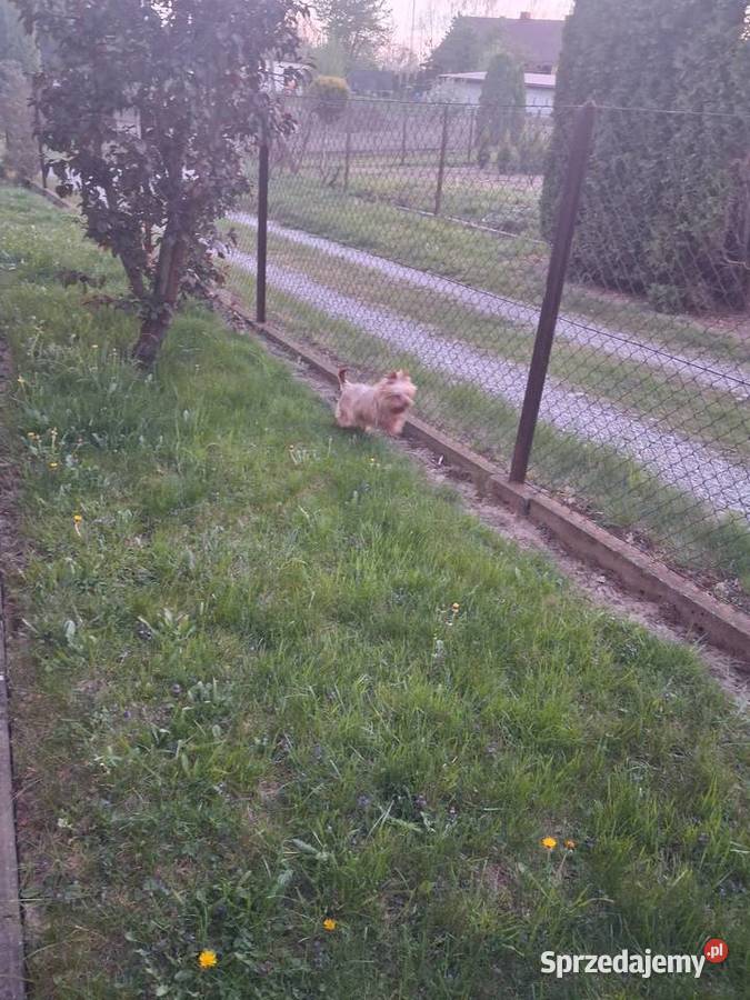 York terier piesek Łańcut sprzedam