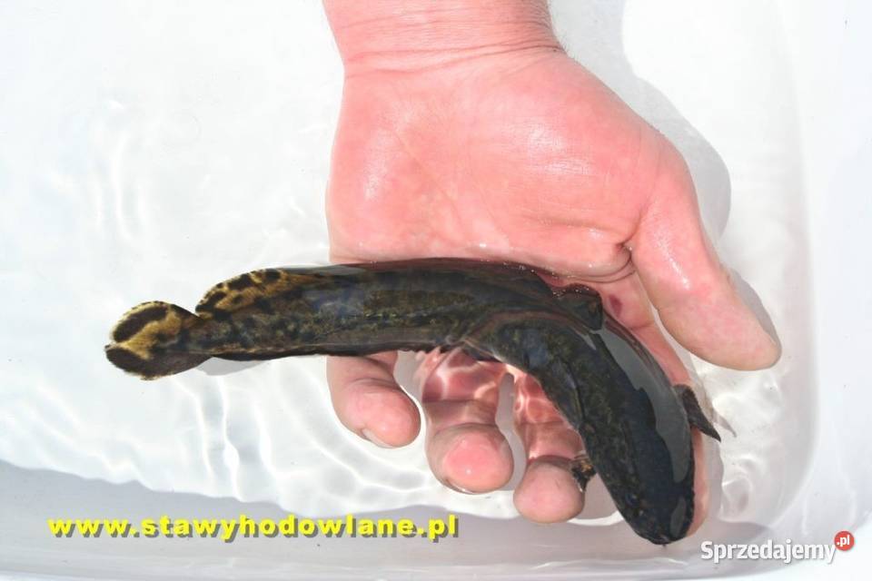 RYBY karp karaś jesiotr amur miętus szczupak Silnica