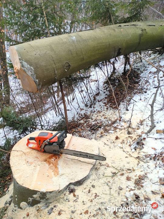 Buk tartaczny Opał Wola Lubecka