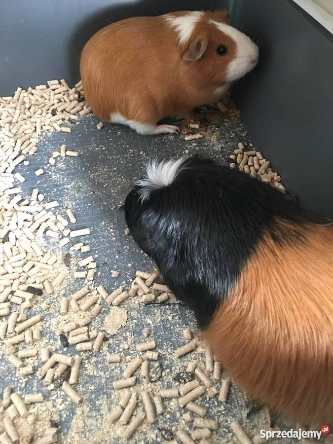 Oddam 2 świnki morskie