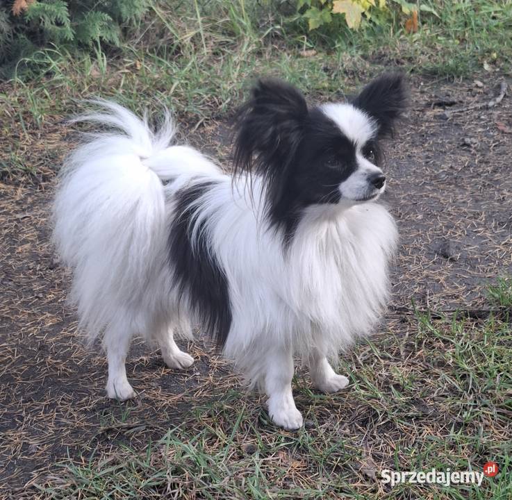 Spaniel kontynentalny Papilon Łask