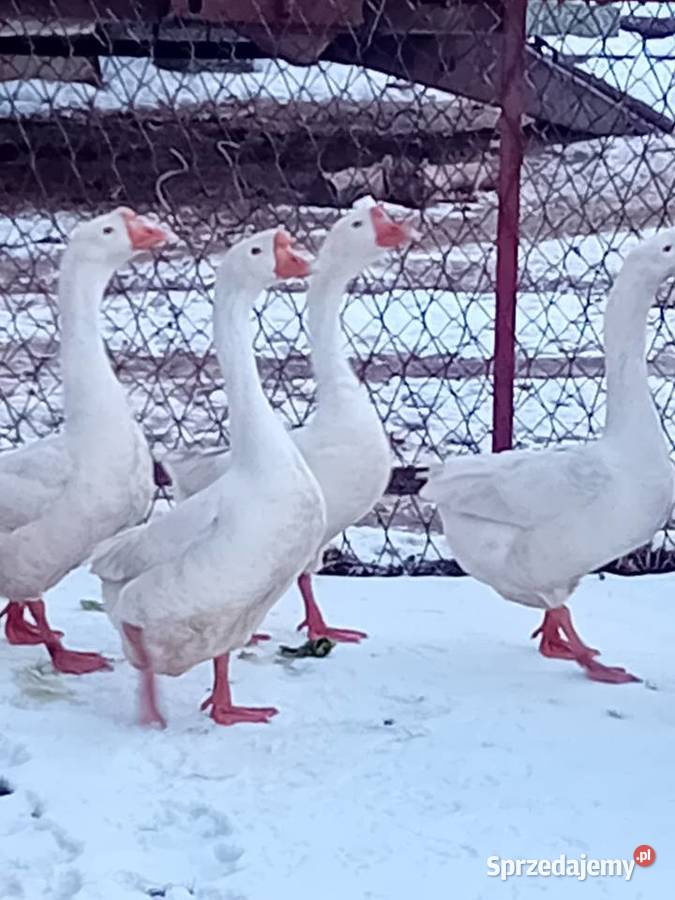 Gęsi chińskie małopolskie Wawrzeńczyce sprzedam