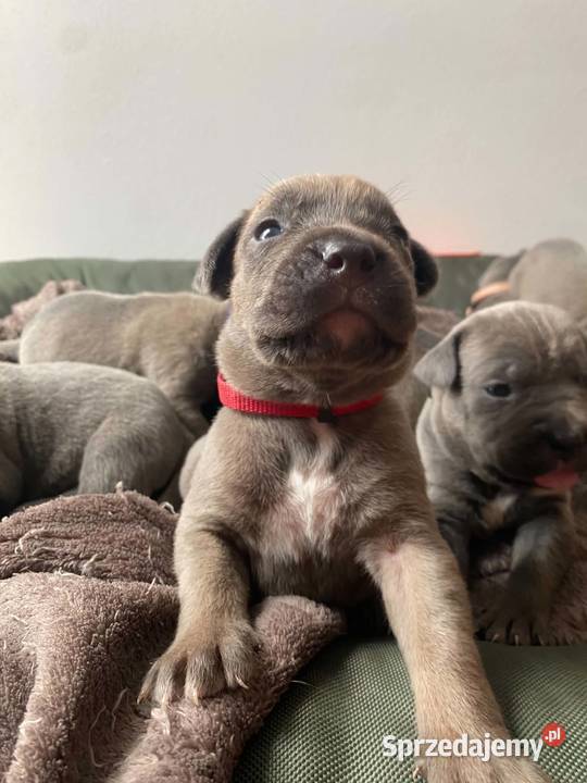 Szczeniaki Cane Corso Wiskitki