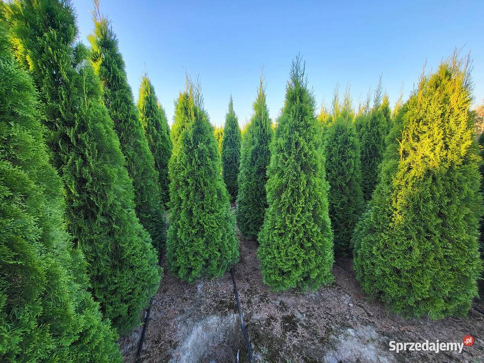 Tuja SzmaragdTuje Szmaragd 140160 Sadzenie Warszawa