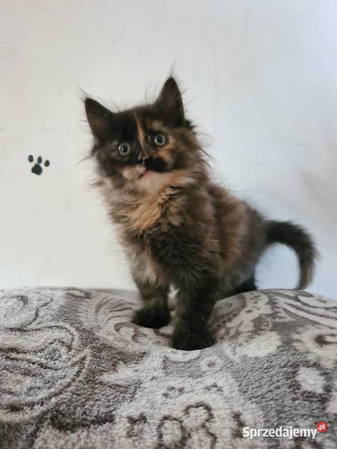 Kotki maine coon Ćmielów sprzedam